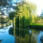 Le grand saule pleureur du marais